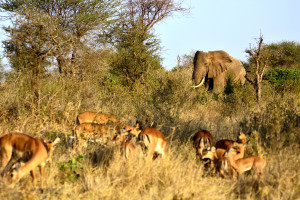 Thrilling Tanzania-Serengeti Great Wildebeest Migration -9 Days & 8 Nights