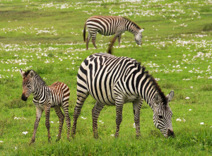 Serengeti Wildebeest Calving Safari-7 Days & 6 Nights