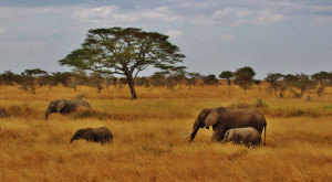 Serengeti Wildlife Luxury Lodge Safari-4 Days & 3 Nights