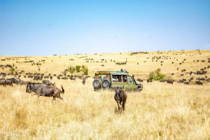 Classic Kenya Safari