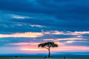 Wildlife Safaris in Kenya