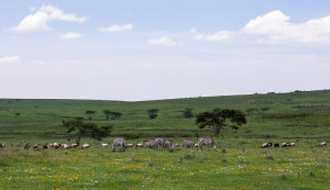 Tanzania Classic Safari Experience