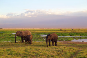 Stunning Kenya Safari