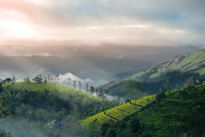 Essential Kerala