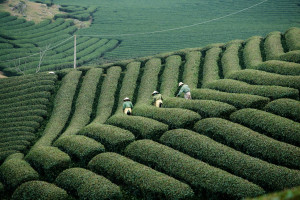Mesmerizing Vietnam