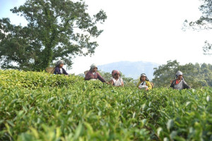 North East Retreats - Meghalaya & Sikkim - 3 Nights & 4 Days