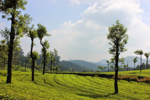 Munnar Resort Stay
