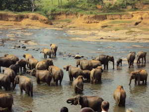 Secrets of Sri Lanka -  3 Nights & 4 Days