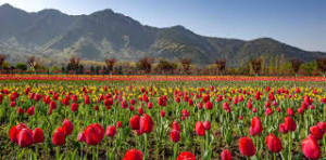 Kashmir Tulip Season Tour Package 4 Nights 5 Days with Houseboat & Gulmarg Gondola