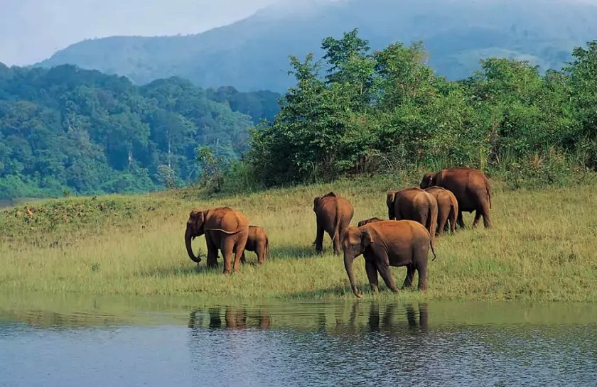 Munnar & Thekkady Tour Package 3 Nights 4 Days | Kerala Tea Gardens & Wildlife Experience